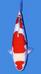 Thumb_1194568342