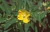 Thumb_1194569596