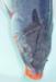 Thumb_1307151469