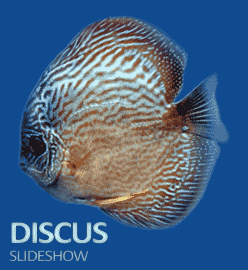 Discus Slideshow