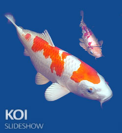 Koi Slideshow