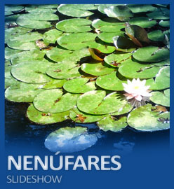 Nenufares Slideshow