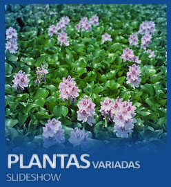 Plantas Variadas Slideshow